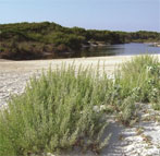 Traumstrand Es Trenc Mallorca