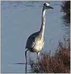 Albufera Nationalpark Mallorca